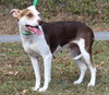 Daisy 42804 - Photo 2