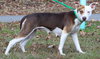 Daisy 42804 - Photo 3