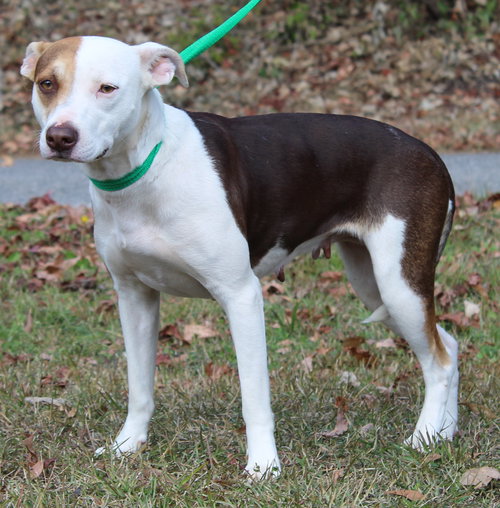 DAISY 42804 - Terrier / Husky available for adoption