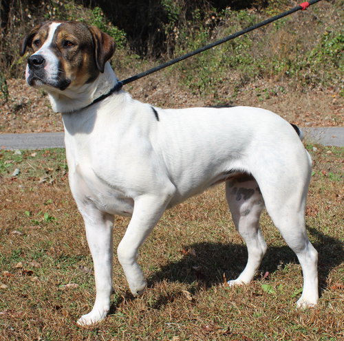 AURA 42797 - Mastiff / Boxer available for adoption