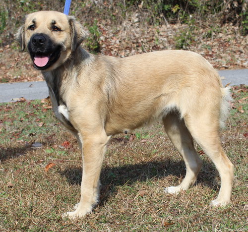 COOKIE 42843 - Shepherd / Retriever available for adoption