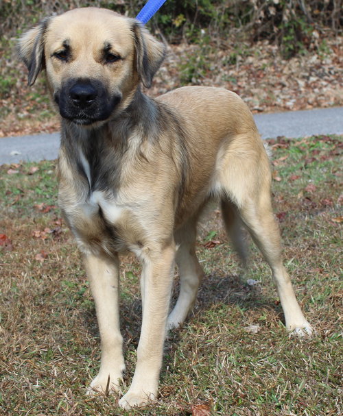 COOKIE 42843 - Shepherd / Retriever available for adoption