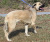 Cookie 42843 - Photo 3