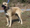 Cookie 42843 - Photo 4