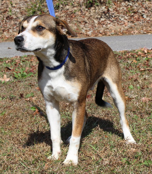 JAKE 42765 - Husky / Shepherd available for adoption