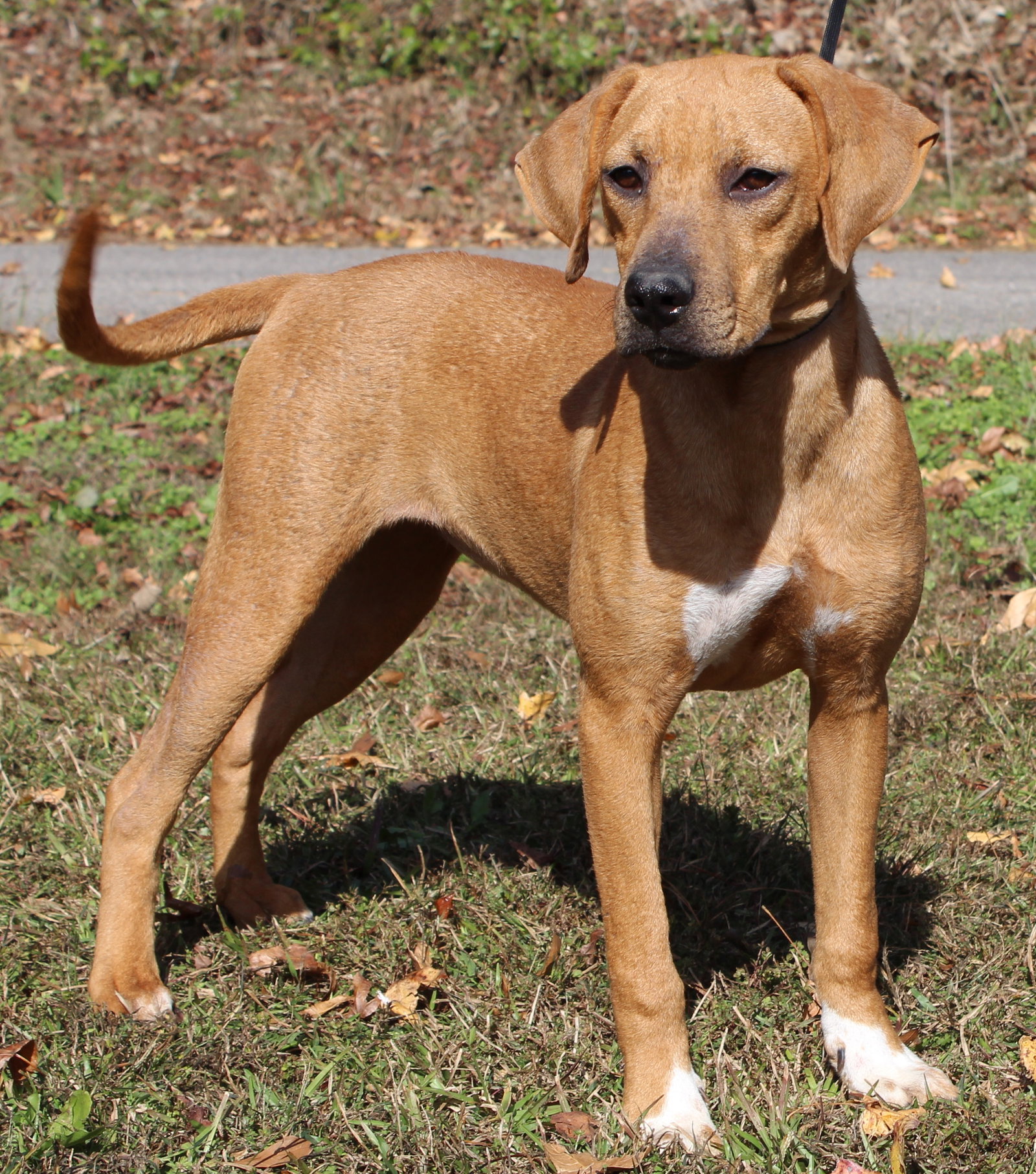 Scarlet 42777 Image