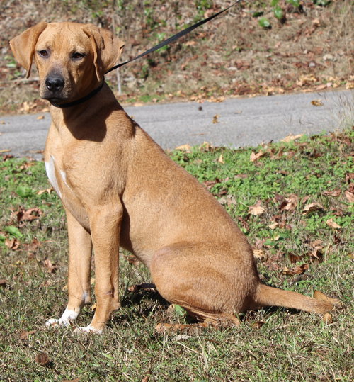 SCARLET 42777 - Retriever / Hound available for adoption
