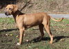 Scarlet 42777 - Photo 3