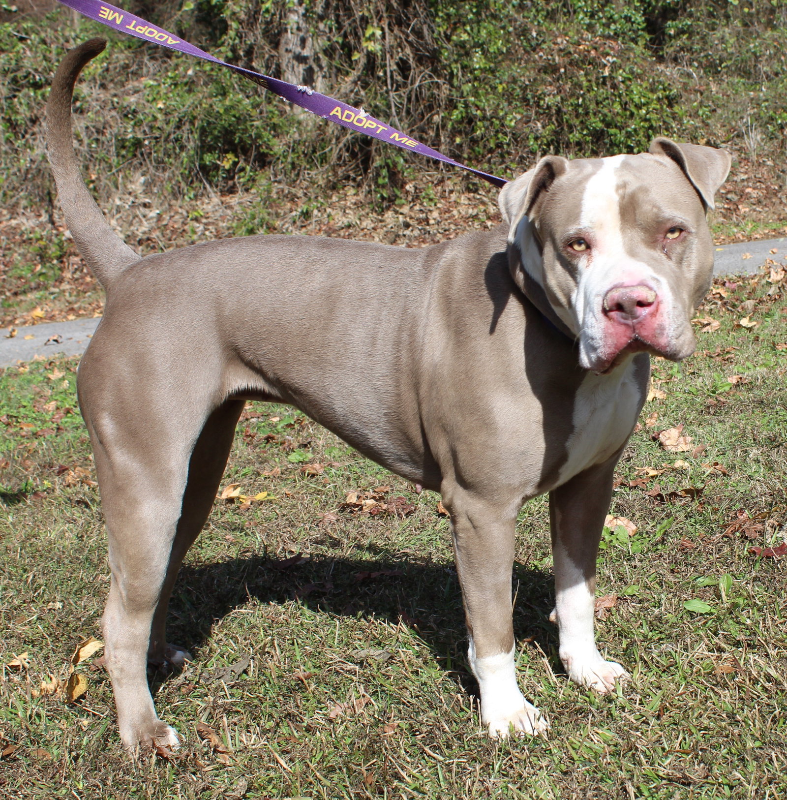 Maggie 42860 Image