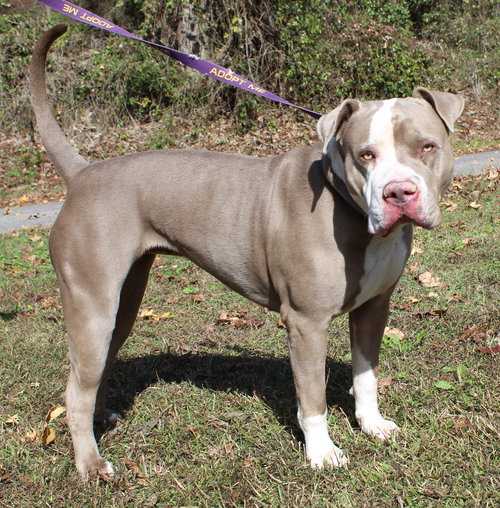 MAGGIE 42860 - Pit Bull Terrier available for adoption
