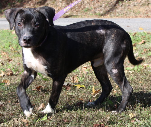 BILLY 42560 - Terrier / Mountain Cur available for adoption