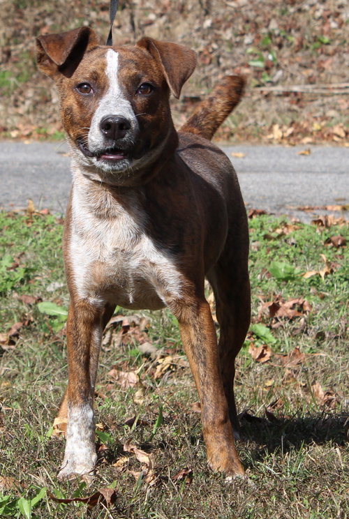 GIZMO 42789 - Red Heeler available for adoption