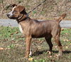 Gizmo 42789 - Photo 3