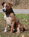 Gizmo 42789 - Photo 4