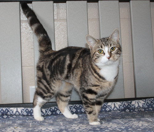MIA - 42779 - Domestic Short Hair / Tabby available for adoption