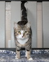 Mia - 42779 - Photo 2