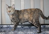 Daisy - 42547 - Photo 1