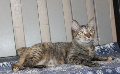 DAISY - 42547 - Domestic Short Hair / Tabby available for adoption