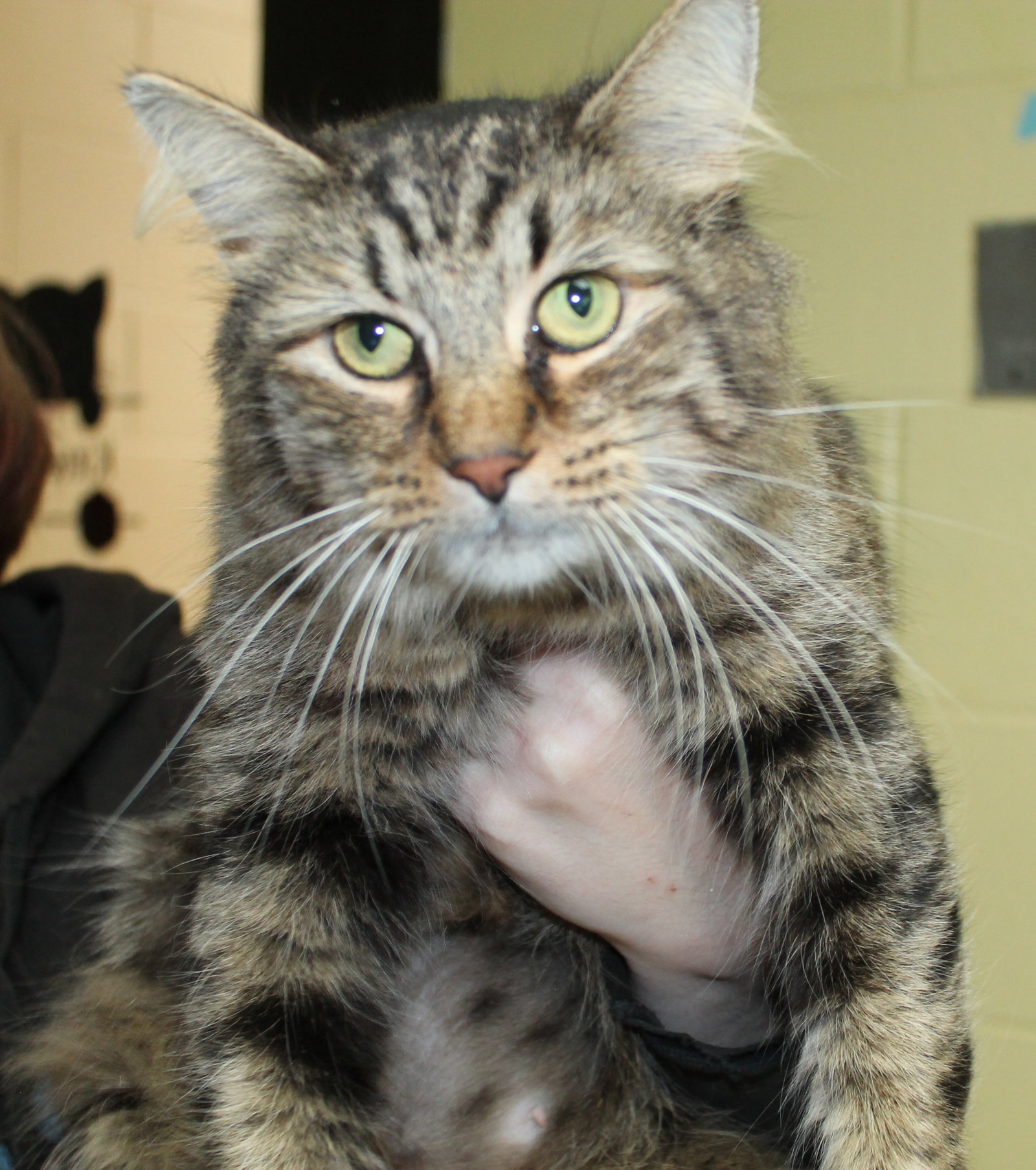 Fluffy - 42739 Image