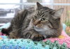 Fluffy - 42739 - Photo 2