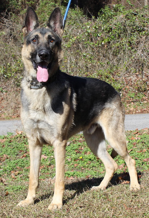 REOM 42723 - German Shepherd Dog available for adoption