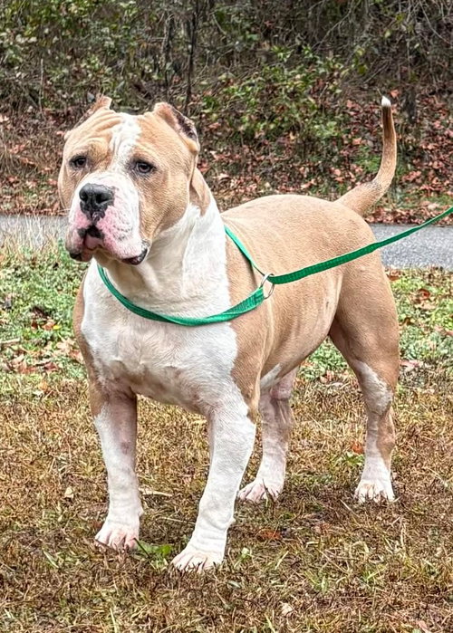 LUKA 42861 - Pit Bull Terrier available for adoption