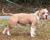 Luka 42861 - Photo 2