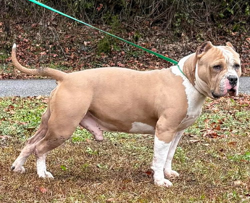 LUKA 42861 - Pit Bull Terrier available for adoption