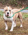 Luka 42861 - Photo 3