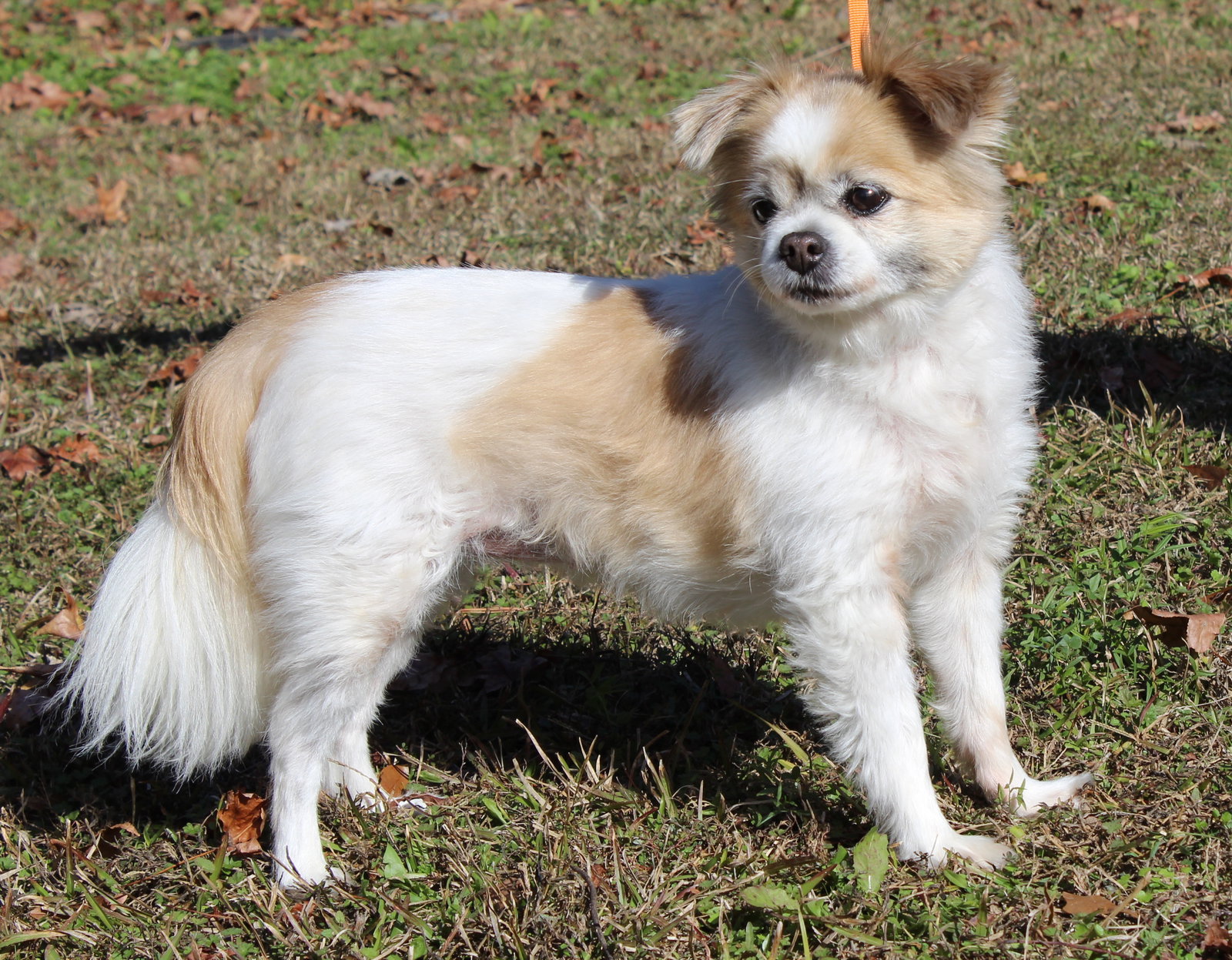 Lucy 42902 Image