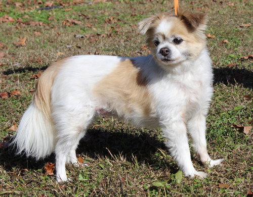 LUCY 42902 - Shih Tzu / Chihuahua available for adoption