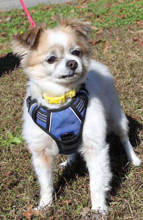 LUCY 42902 - Shih Tzu / Chihuahua available for adoption