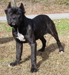 Nova 42868 - Photo 1