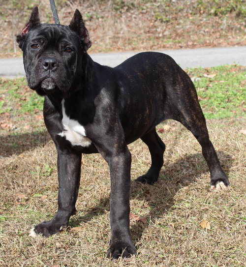NOVA 42868 - Cane Corso Mastiff available for adoption