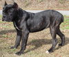Nova 42868 - Photo 2