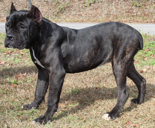 NOVA 42868 - Cane Corso Mastiff available for adoption