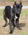 Nova 42868 - Photo 3