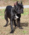 Nova 42868 - Photo 4