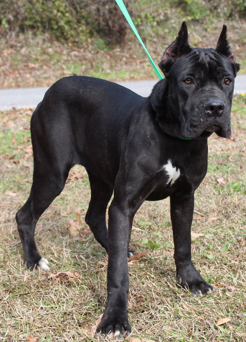 LUNA 42924 - Cane Corso Mastiff available for adoption