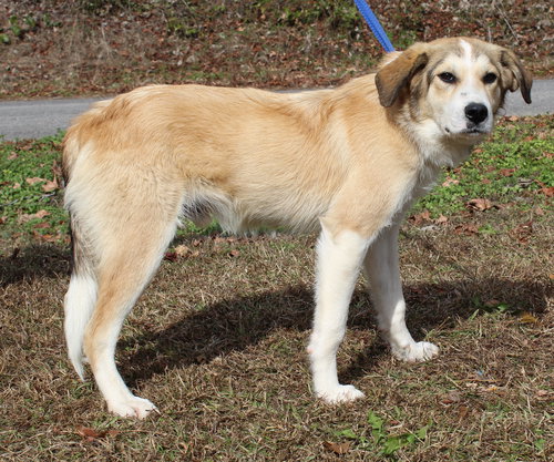 AJ 42945 - Great Pyrenees available for adoption