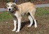 AJ 42945 - Photo 2