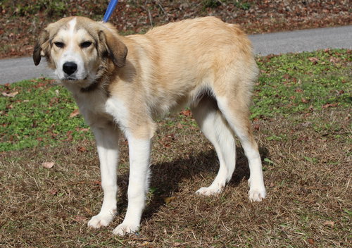 AJ 42945 - Great Pyrenees available for adoption