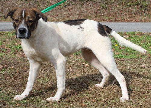 SANDRA D 42857 - Boxer / Collie available for adoption