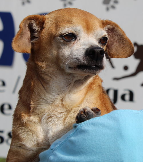 GRANNY PANTIES 42883 - Chihuahua available for adoption