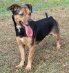 Tinker Bell 42862 - Photo 2