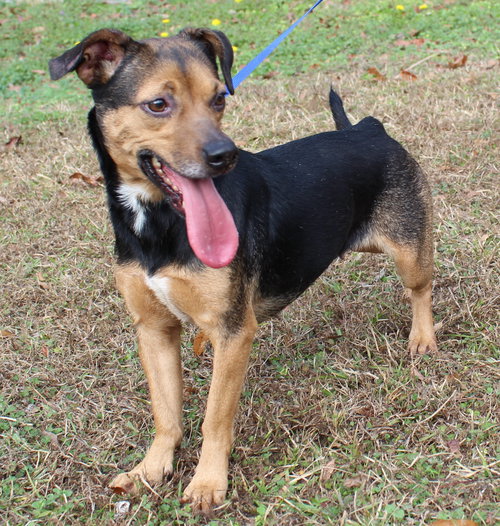 TINKER BELL 42862 - Beagle / Dachshund available for adoption