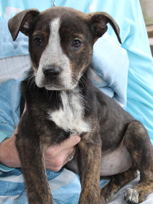 LILITH 42914 - Mountain Cur available for adoption