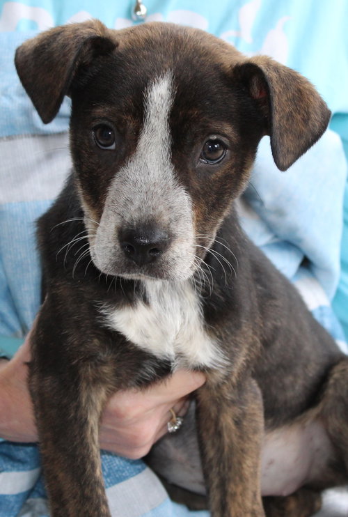 LILITH 42914 - Mountain Cur available for adoption