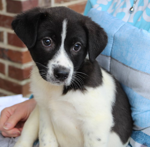 CUPID 42907 - Labrador Retriever available for adoption
