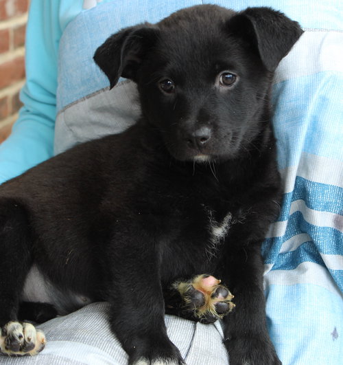 BLITZEN 42908 - Labrador Retriever available for adoption